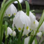 Vi är rika på vackra bestånd av snöklockor (Leucojum vernum)