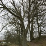 Skogsek på Östarp Även denna skogsek kommer att tas ner.