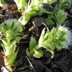 Ett helt litet gäng vitskråp! (Petasites albus)