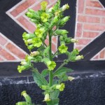 I år blev det en äldre sort av riktig Bondtobak (Nicotiana rustica). Den har blommat villigt under lång tid.