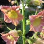 Knekttobaken `Big mouth´ (Nicotiana glutinosa) och dess söta små klockor.