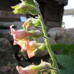 Här växer en Knekttobak `Big mouth´ (Nicotiana glutinosa) som Linné skrev om på 1700-talet.