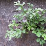 Murrutan (Asplenium ruta-muraria)