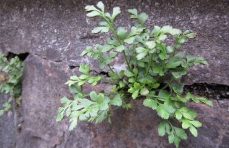 Murrutan (Asplenium ruta-muraria)