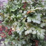 Murrutan (Asplenium ruta-muraria)