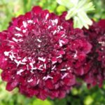 Som en sammetskudde med nålar i växer Praktvädden `Magic night´ (Scabiosa atropurpurea).
