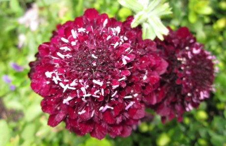 Som en sammetskudde med nålar i växer Praktvädden `Magic night´ (Scabiosa atropurpurea).