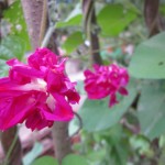 Dubbel kejsarvinda `Sunrise Serenade´ (Ipomoea nil), en kulturarvssort från 1800-talet.