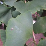 Solfjäderformade barr pryder Ginkgon (Ginkgo biloba).
