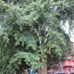 Vår pampiga Ginkgo (Ginkgo biloba)
