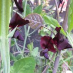 En Luktärtsblandning med namnet `Velvet Cream´ (Lathyrus odoratus) bestod av både mörka och krämvita Luktärter.
