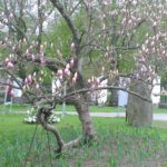 Magnolian på framsidan av Vita huset. Foto: Christel Meijerhöffer/Kulturen Magnolian vid Kulturens entré slår ut i full blom!