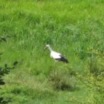 Stork i våtmark, Östarp Foto: Kristina Bakran Det finns gott om mat i våtmarken