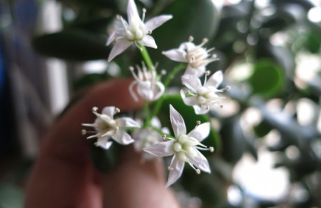 Blommande paradisträd i närbild. Blommande paradisträd i närbild.