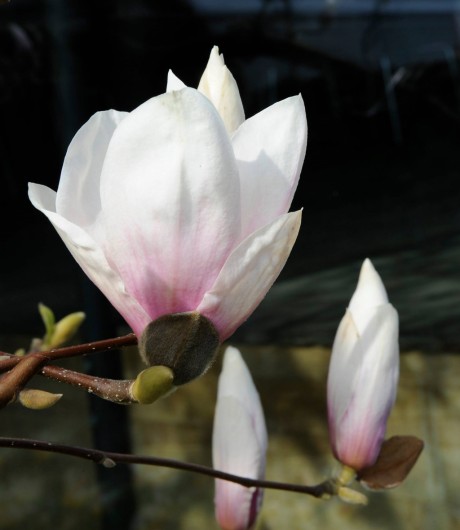 Magnolian blommar! Foto: Viveca Ohlsson/Kulturen 