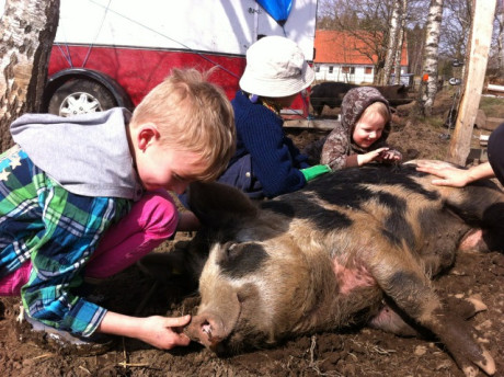 Lilleman som är pappa till de åtta kultingarna. Han kom till Östarp som kulting förra sommaren men väger nu över 100 kg.  Foto: Jessica Ljung/Kulturen