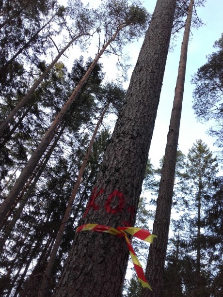 Utvalt och markerat träd ute i Kullaskogen.