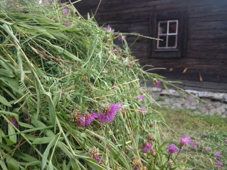 Det var mycket lila klint på ängen som slogs vid Bosmålatorpet. Vackert!