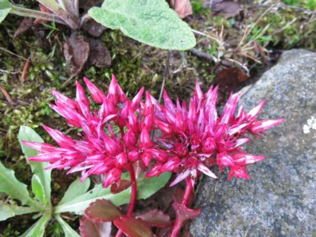 Kaukasiskt fetblad `Purpurteppich`Sedum spurium