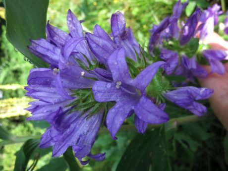 Toppklocka Campanula glomerata