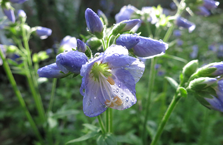 Blågull `Purple Rain´ Polemonium caeruleum (beskuren bild)