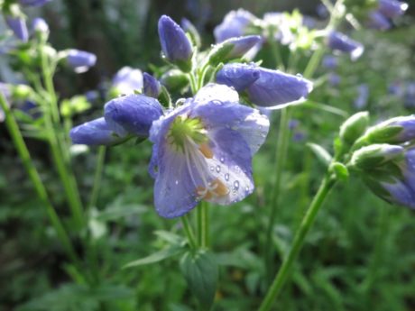 Blågull `Purple Rain´ Polemonium caeruleum