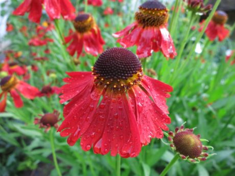 Trädgårdssolbrud `Moerheim Beauty´ Helenium Autumnale-gruppen