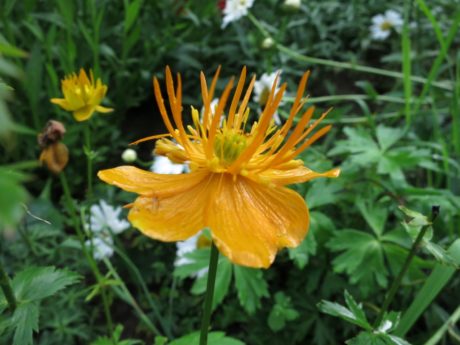 Kinesisk smörboll `Golden Queen´ Trollius chinensis