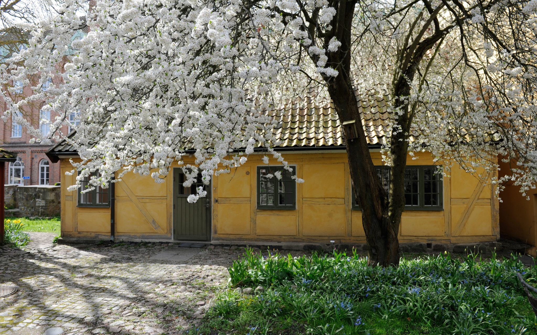 Rustmästarbostaden en vårdag, när körsbärsplommonträdet utanför blommar.