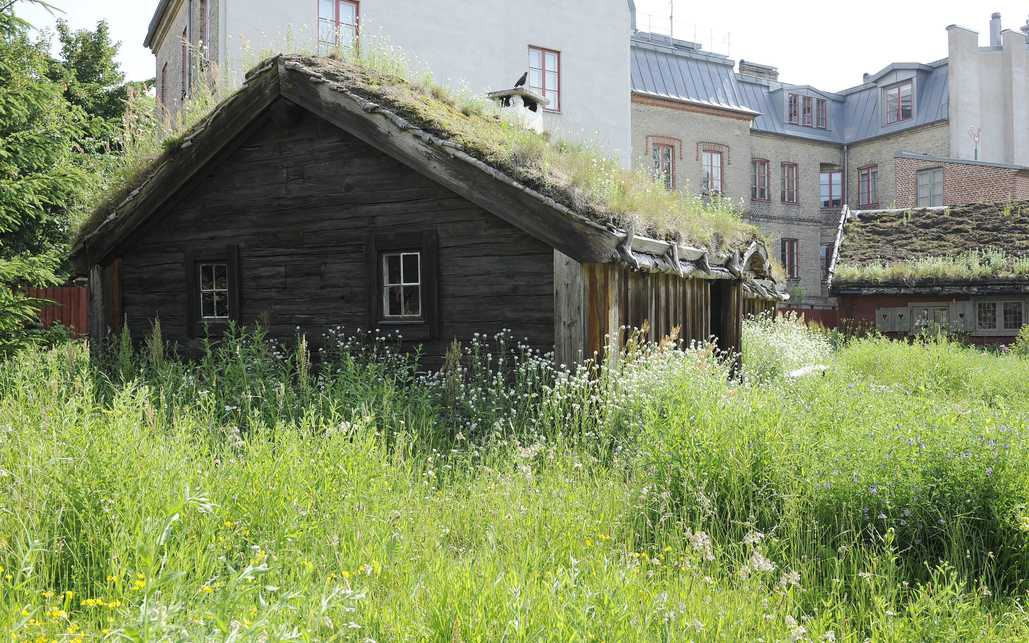 Ängen blommar och till vänster i bild skymtar granarna.