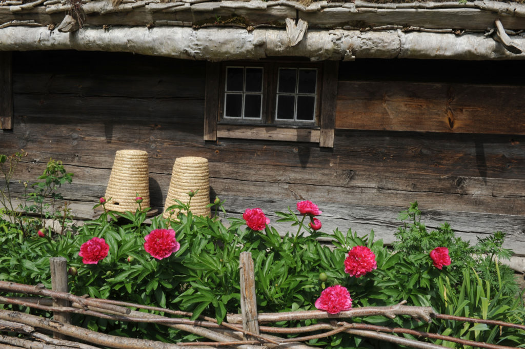 I maj blommar bondpioner intill bikuporna i bihaven