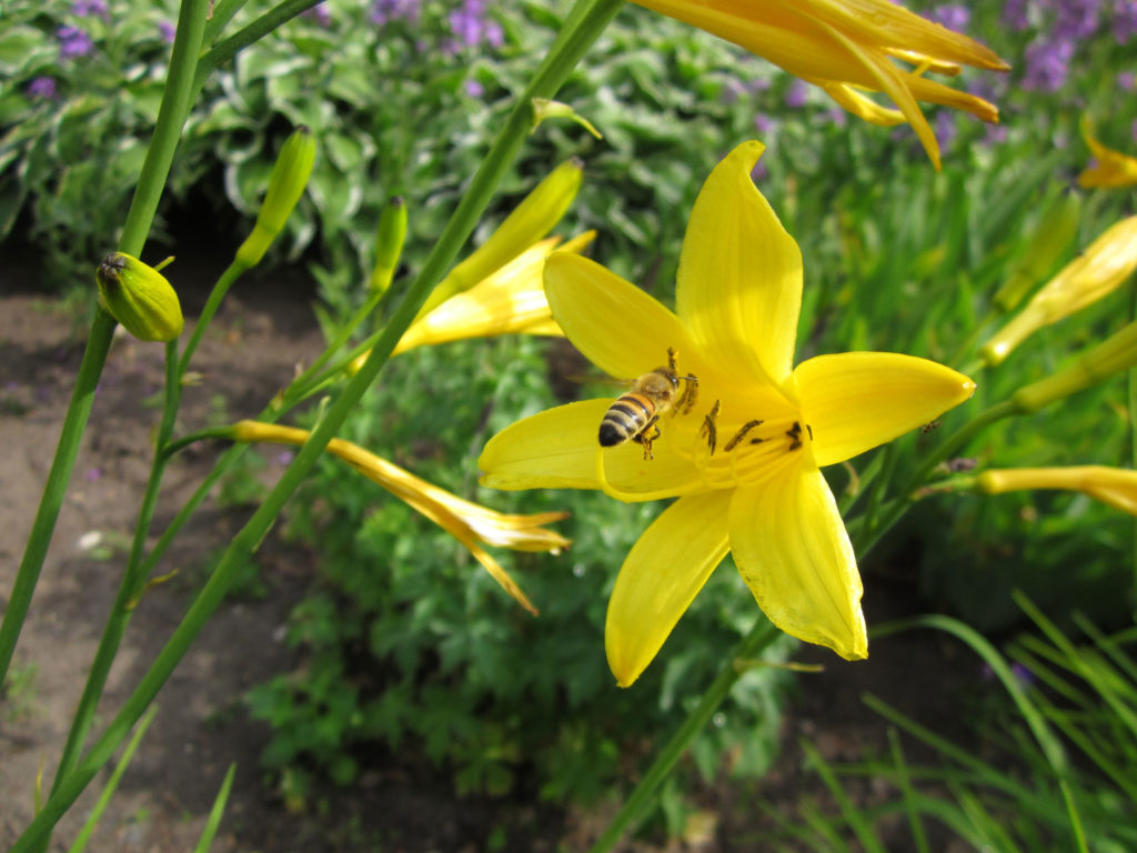 Bees are attracted to the garden and the landscape around Kulturen's Östarp. 