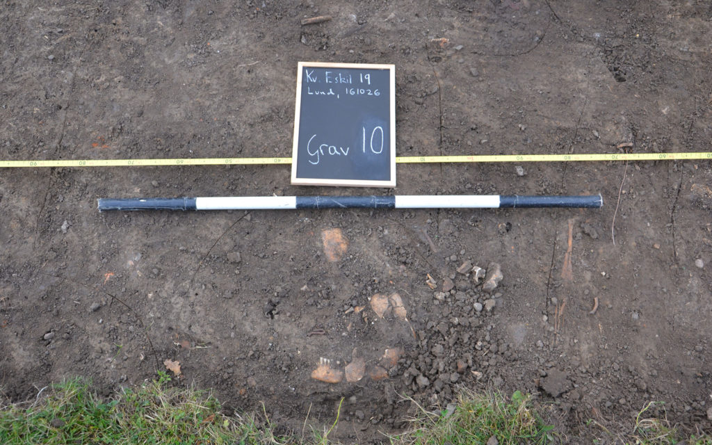 Kranium efter en av de individer som gravlagts på S:t Olofs kyrkogård. Foto taget i samband med en arkeologisk förundersökning hösten 2016.
