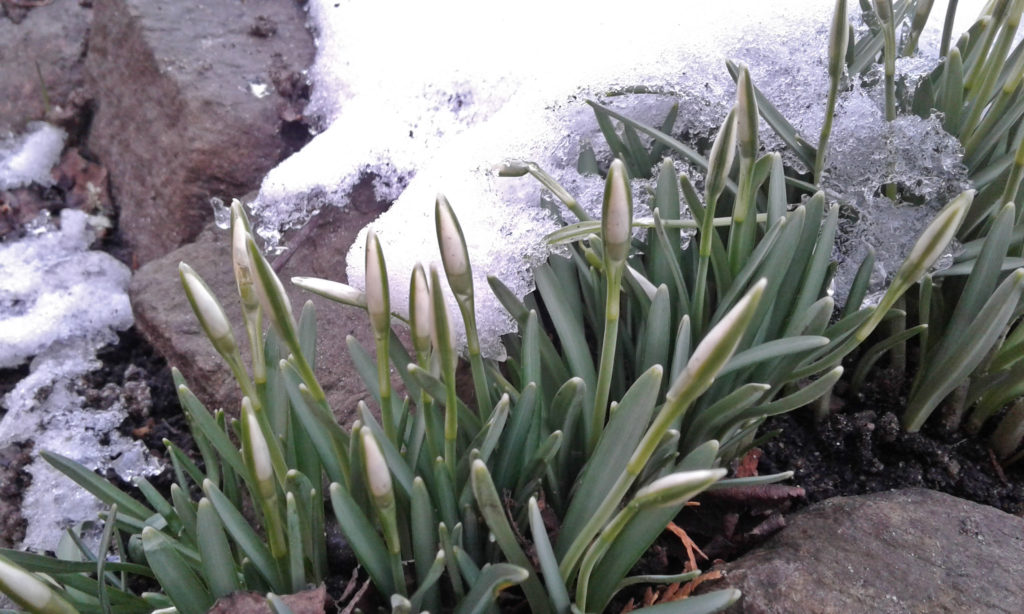 Snödroppe Galanthus nivalis utanför Rustmästarbostaden på Kulturen i Lund