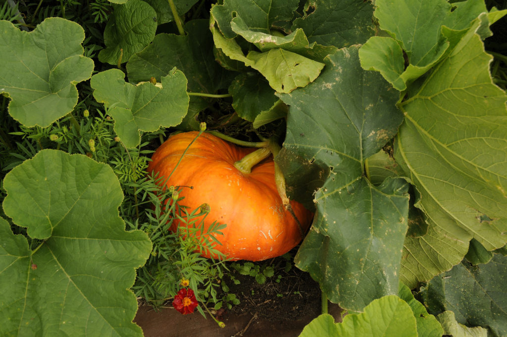 Pumpor av sorten Rouge vif dÉtampes.