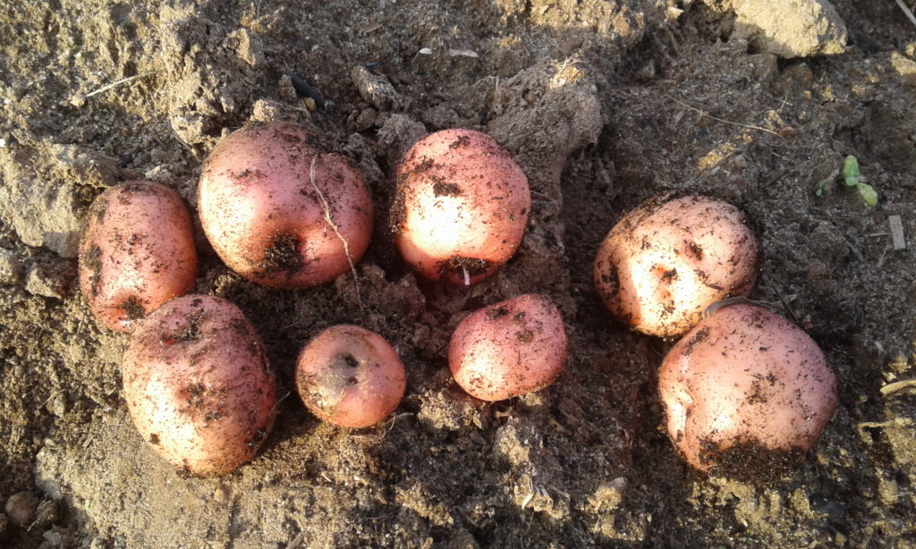 Potatis av sorten Raudar Islenskar.