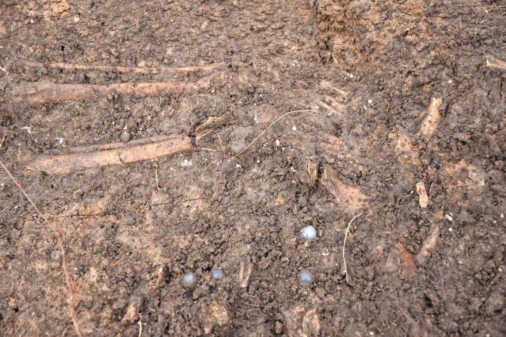 De fyra pärlorna av bergskristall delvis framgrävda, bredvid den gravlagde. Foto: Helene Wilhelmson, Sydsvensk arkeologi.