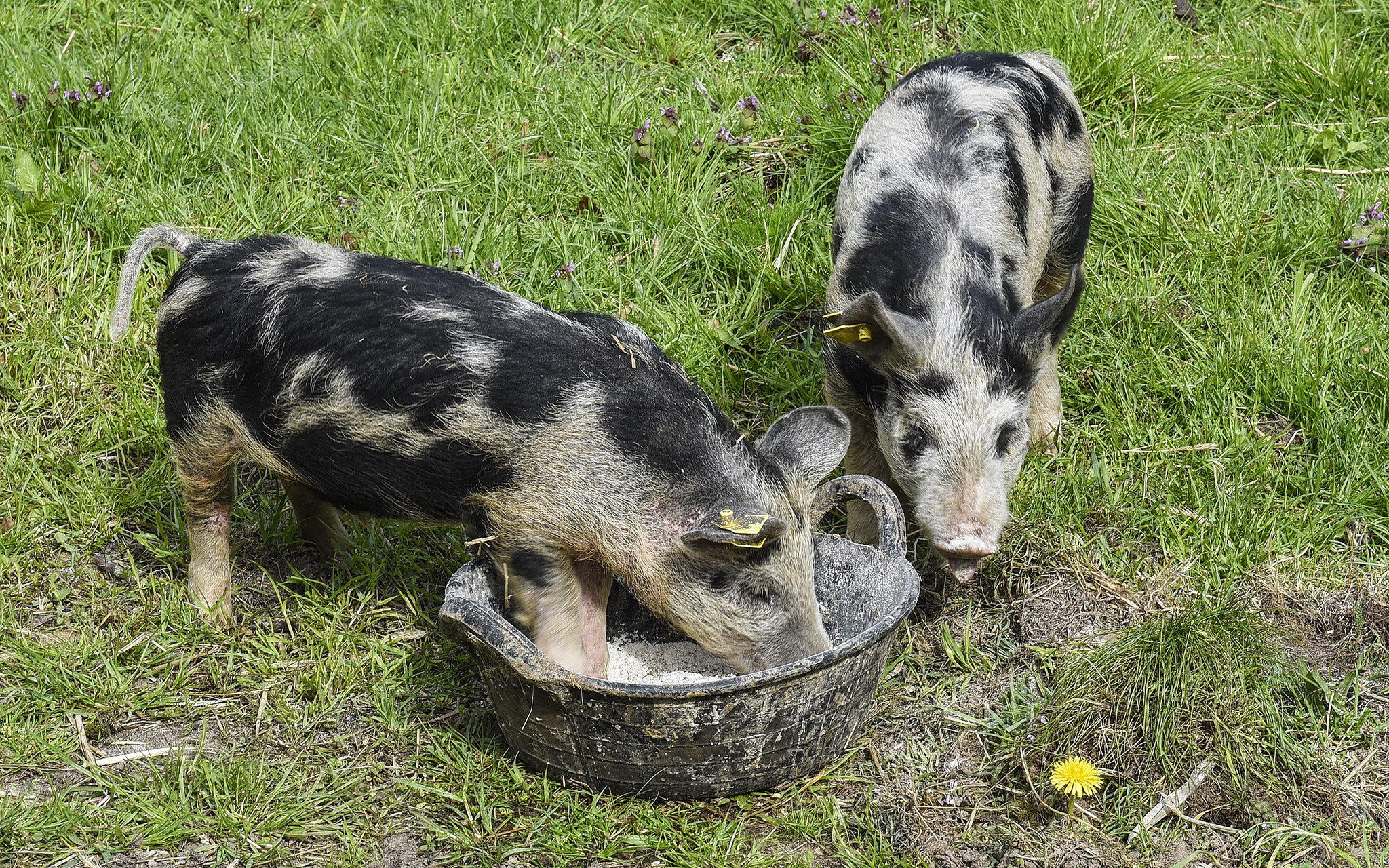 Två grisar äter ur ett tråg
