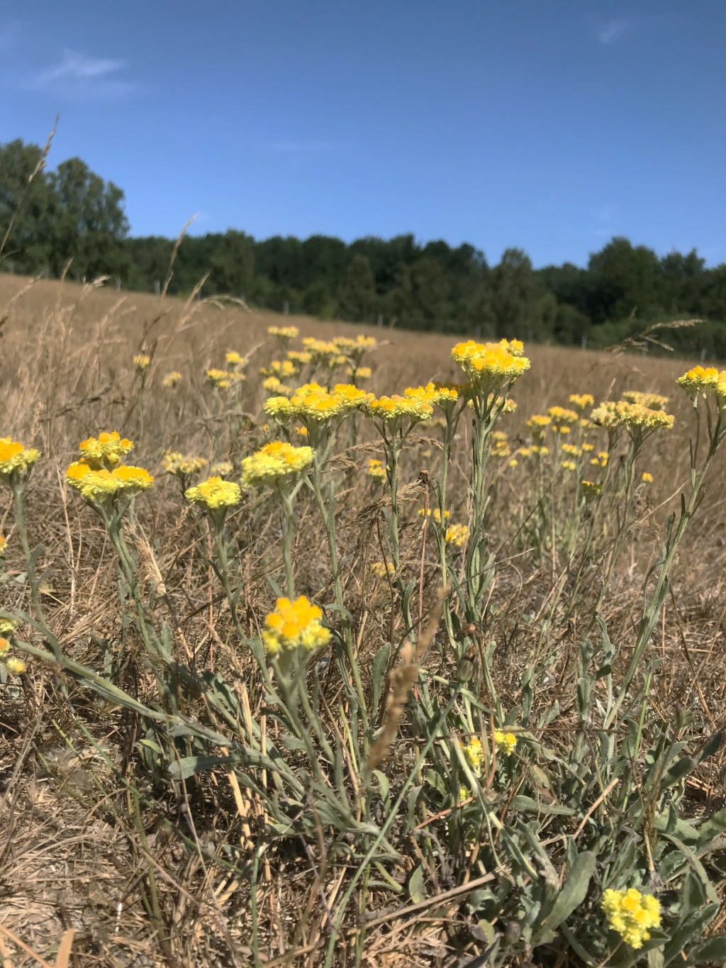 Hedblomster trivs på Östarps sandhed men har på många andra platser i landet försvunnit under 1900-talets landskapsförändringar. 