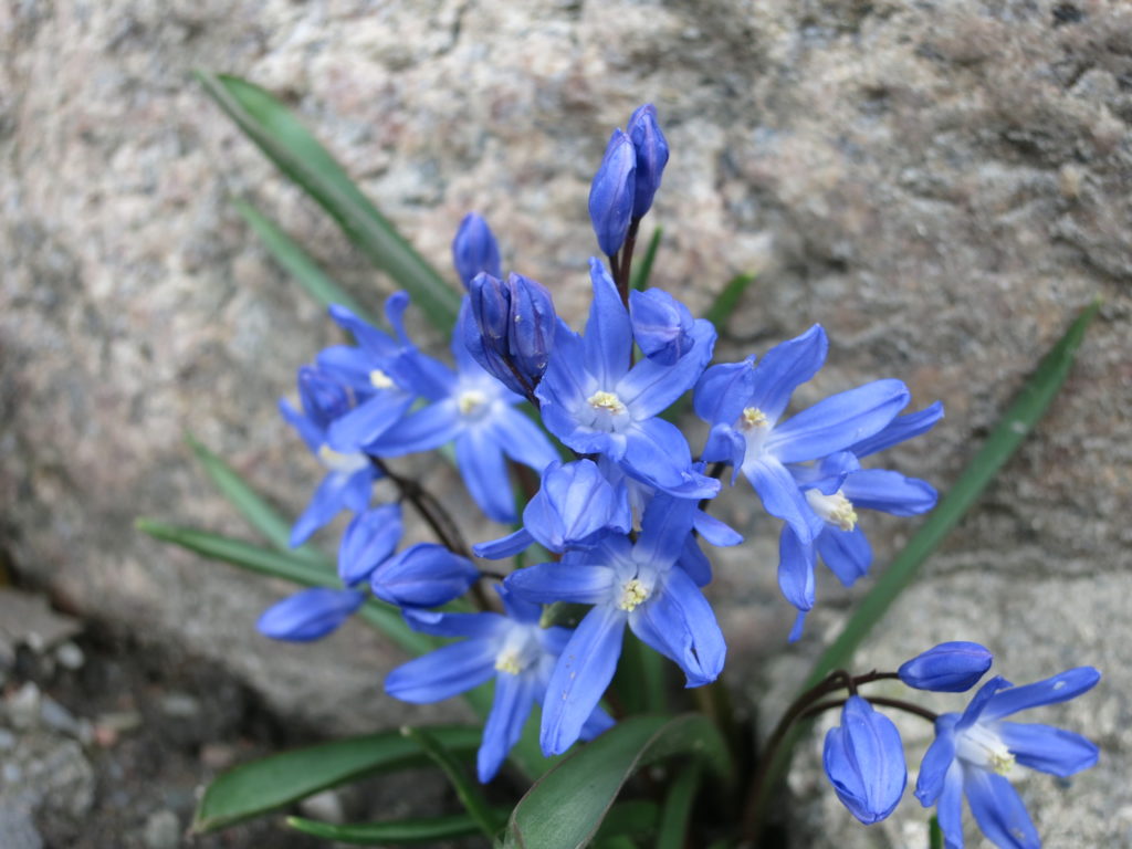 Vårstjärna (Scilla forbesii) i friluftsmuseet. 