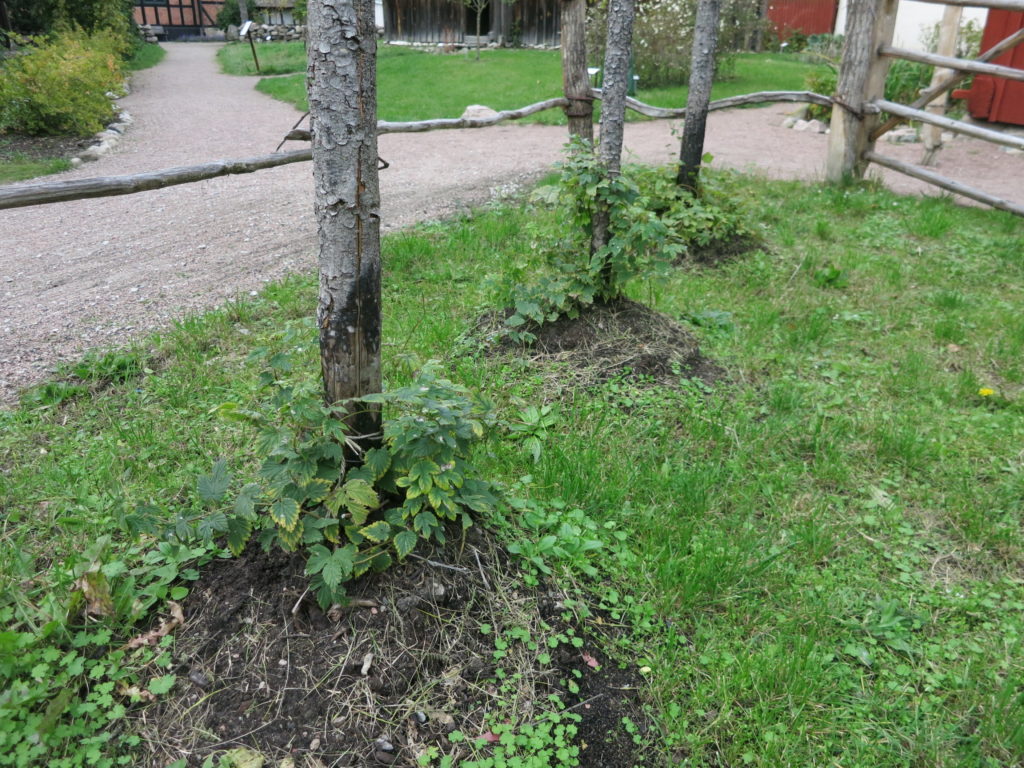 Humle från Kulturens Östarp, små plantor hösten 2019. . Foto: Kristina Bakran, Kulturen