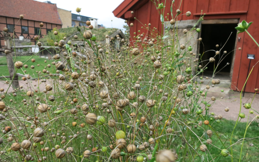 Spånandslin framför Onsjöstugan. Foto: Viveca Ohlsson, Kulturen