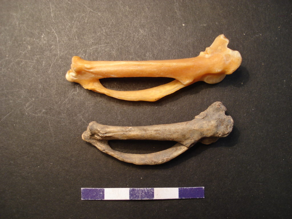 Påfågelvingben (carpometacarpus) nedre benet kommer från Sankt Mikael i jämförelse med nutida referens. Foto: Felicia Hellgren, Arkeologerna.