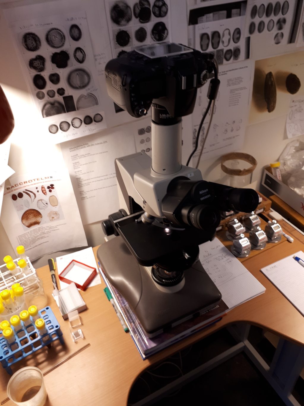 I mikroskopet kan man se små saker som parasitägg, pollen, hårstrå med mera. Vid en parasitanalys använder man vanligen 100 och 400 gångers förstoring. Foto: Jonas Bergman.