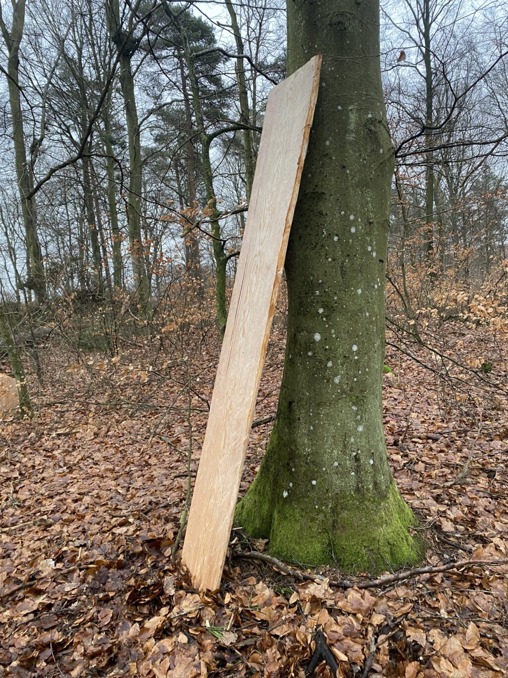En färdig bräda står lutad mot ett träd